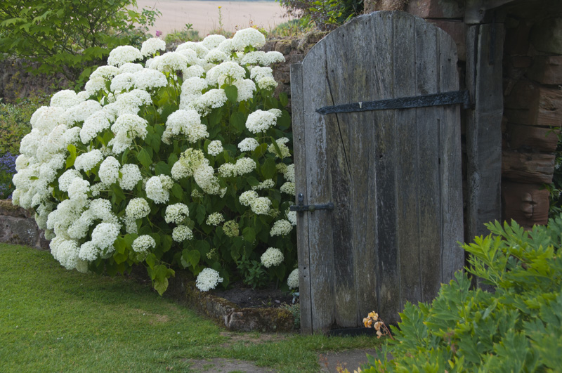 Hydrangea_he_Fellow Priory-8705