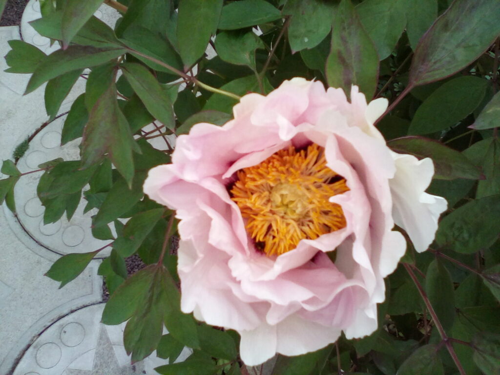 IMG_20200503_173043 (1)