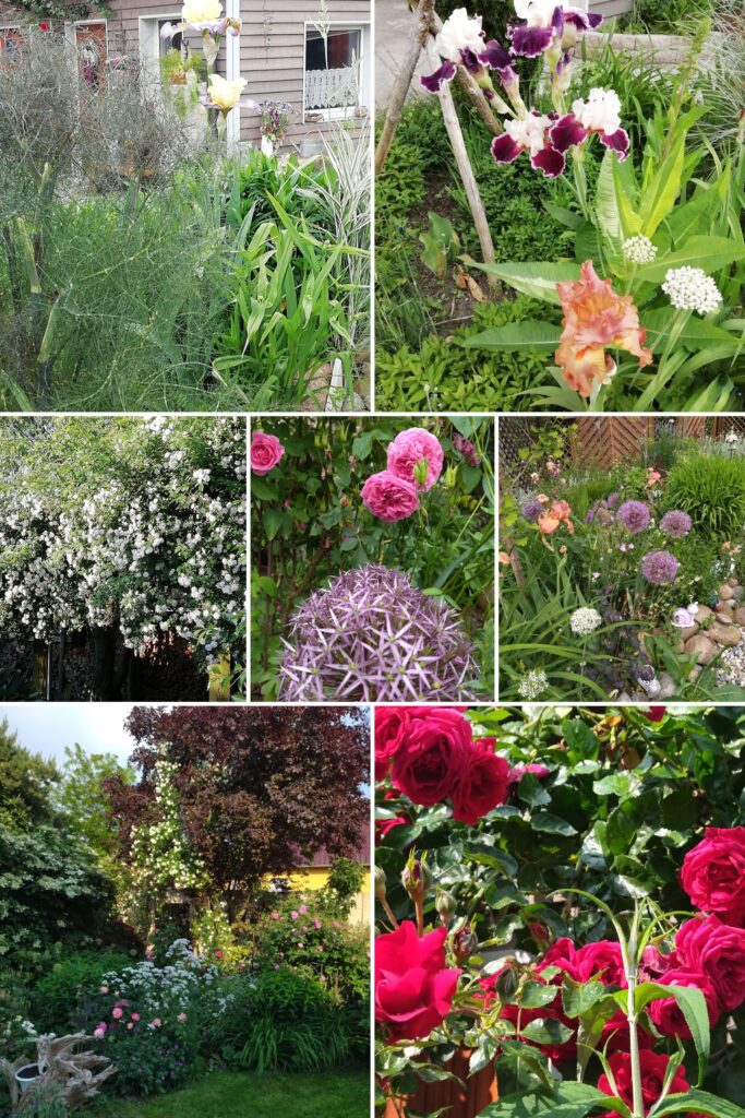 IMG_20200604_165428-COLLAGE