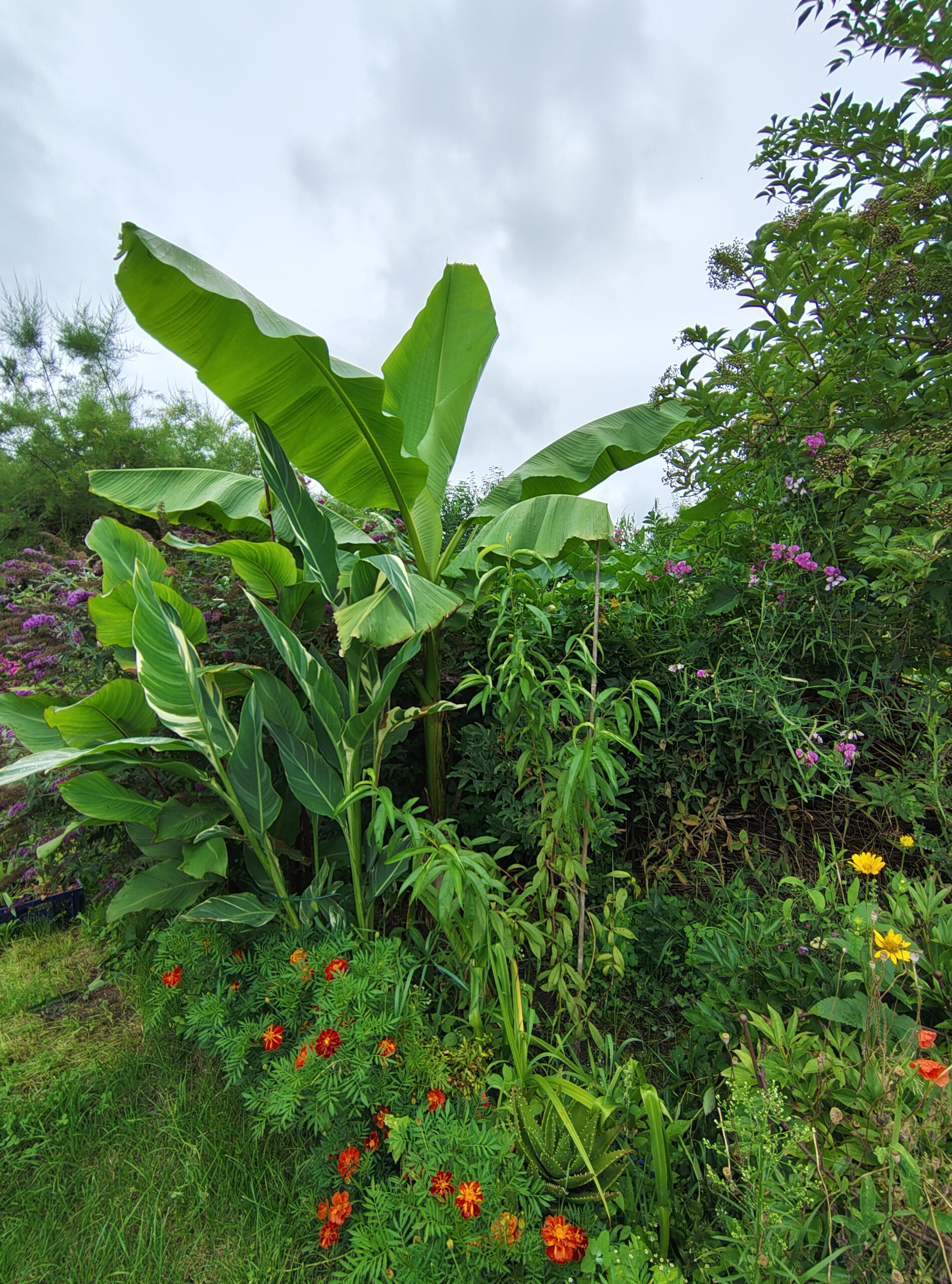 Ipse 46 Mottschall 01