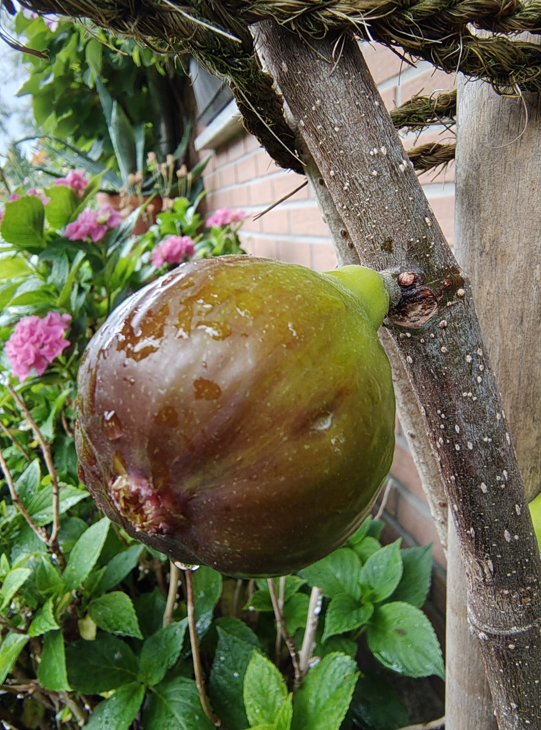 Ipse 46 Mottschall 02