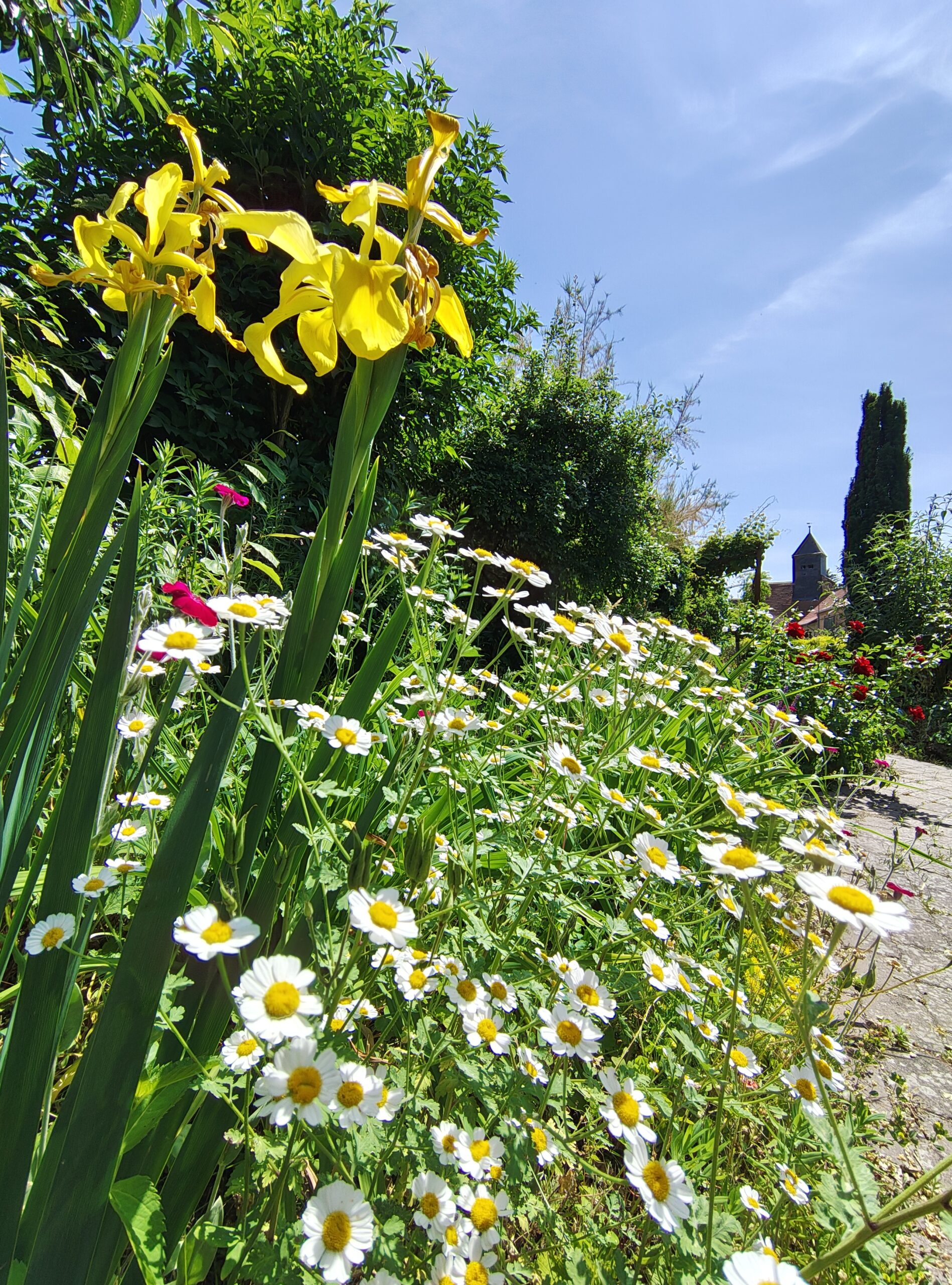 Ipse 46 Mottschall 05