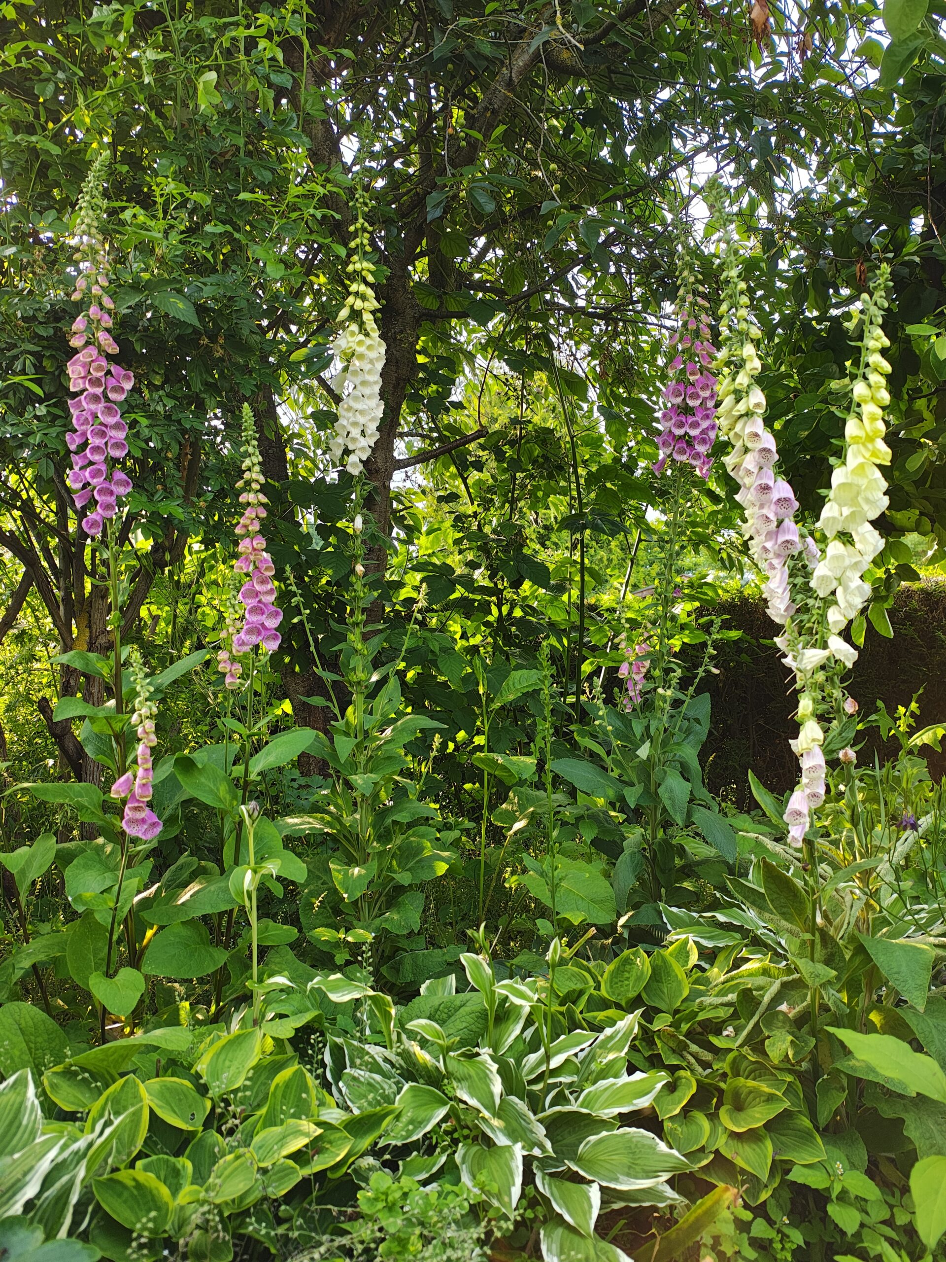 Ipse 46 Mottschall 07