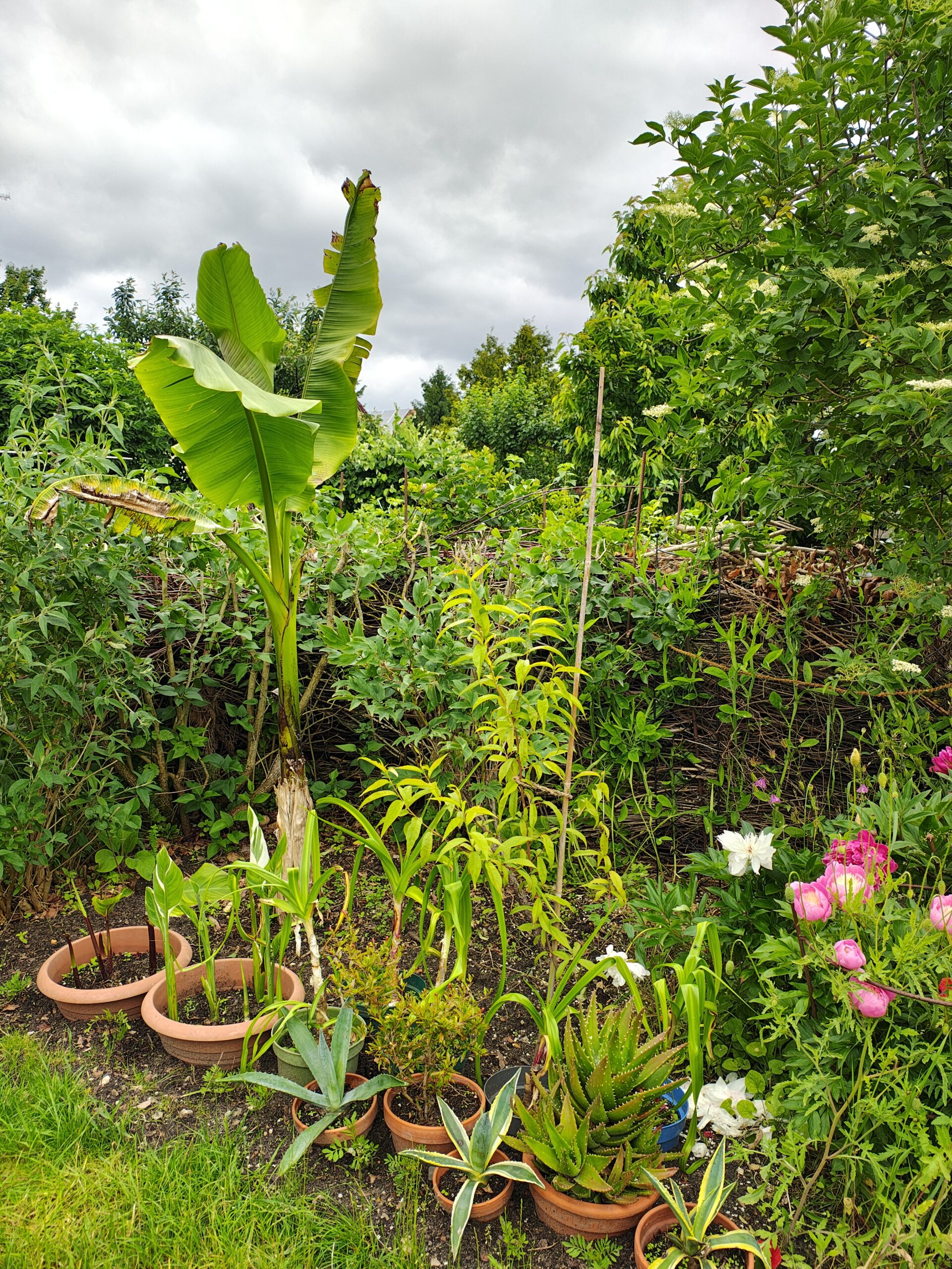 Ipse 46 Mottschall 08