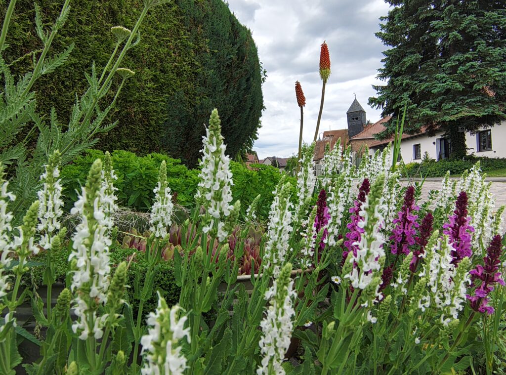 Ipse 46 Mottschall 10 (1)