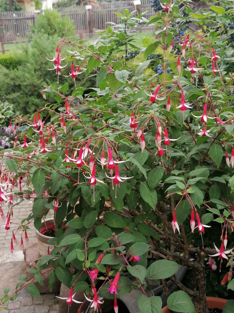 IMG_20200725_092910 (1)