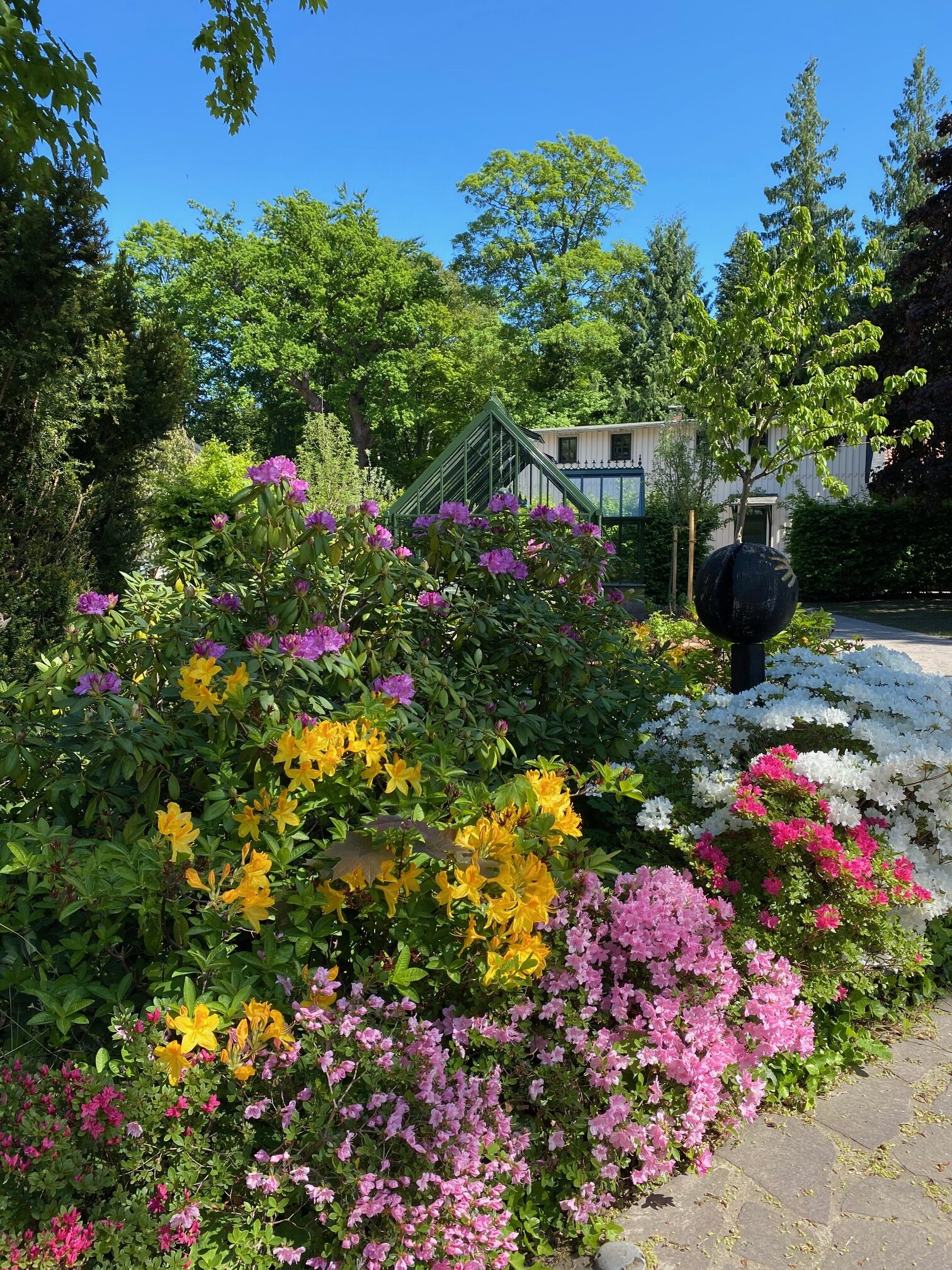 Rhododendron + Gewächshaus